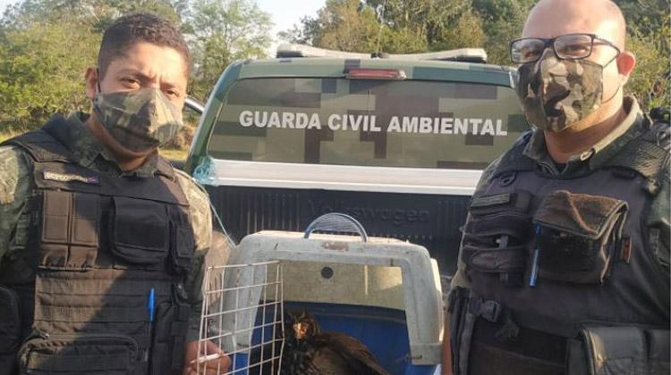 Em Barueri guarda Ambiental de Barueri resgata 18 cães vítimas de maus-tratos no Parque Viana